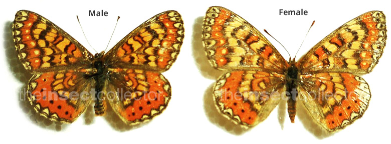 Euphydryas desfontainii