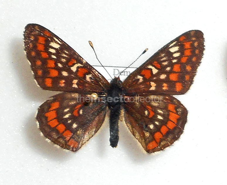 Euphydryas italica