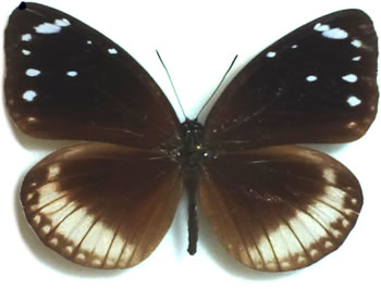 Euploea euphon