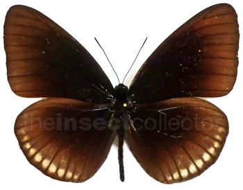 Euploea goudotii