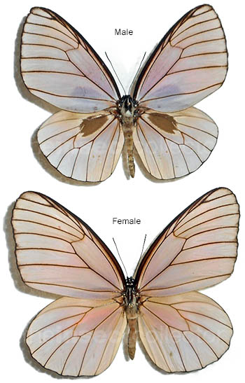 Euploea phaenareta  