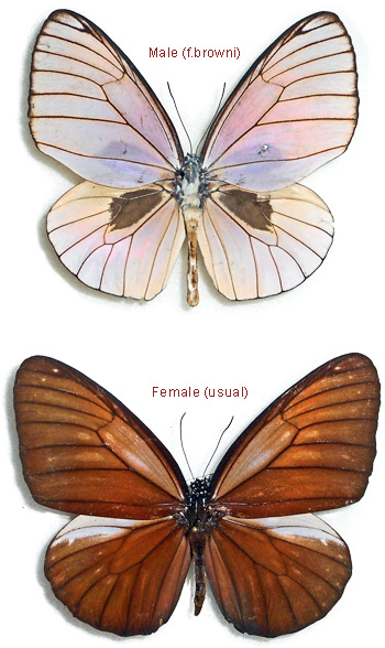 Euploea phaenareta  