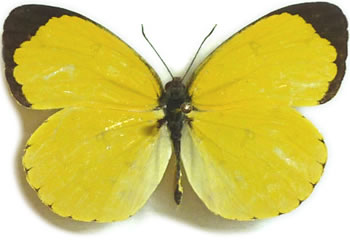 Eurema floricola 