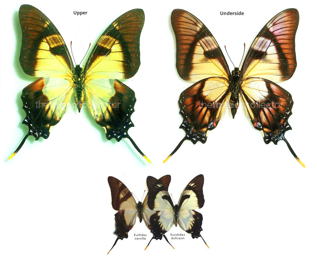 Eurytides dolicaon x Eurtides serville HYBRID 