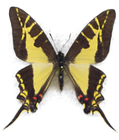 Eurytides (Protographium) calliste 