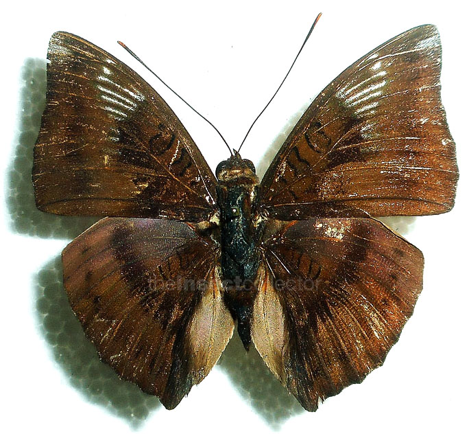 Euthalia alpheda