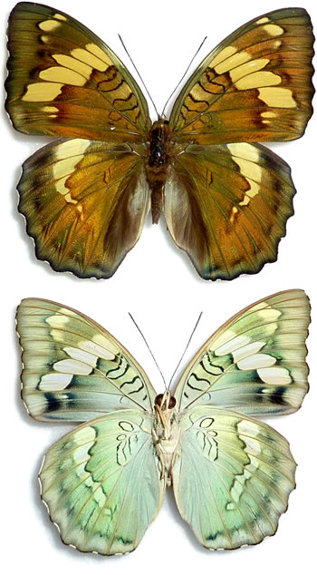 Euthalia confucius 