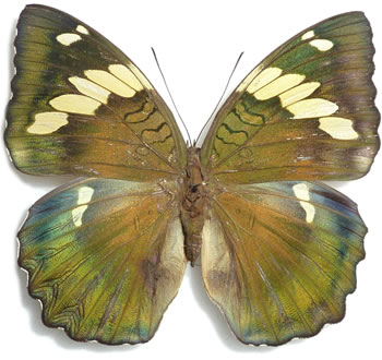 Euthalia confucius 