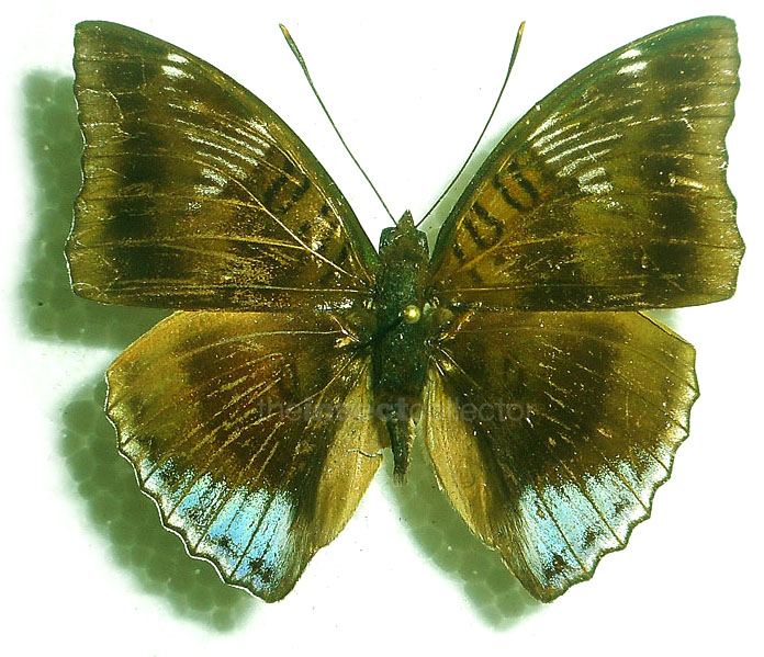 Euthalia phemius