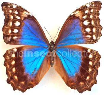 Morpho amathonte