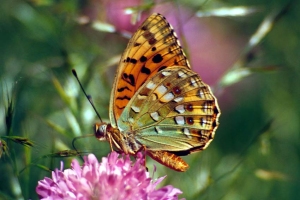 Argynnis auresiana 