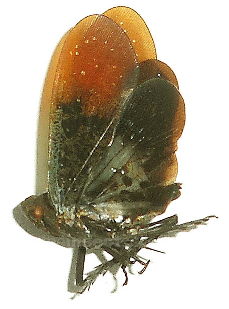 Fulgoridae sp.5