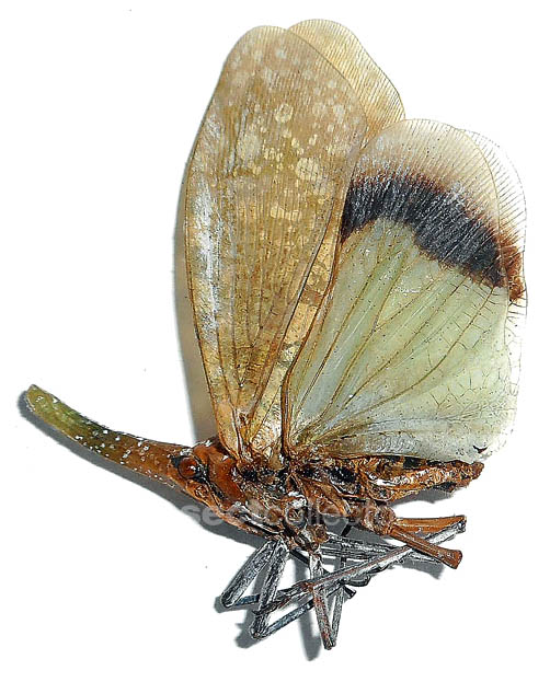 Fulgoridae sp.3