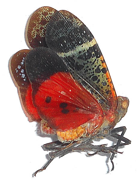 Fulgoridae sp.4