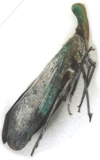 Fulgoridae sp.1 