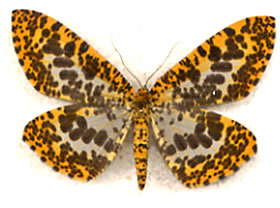 Geometridae species 1