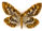Geometridae species 1