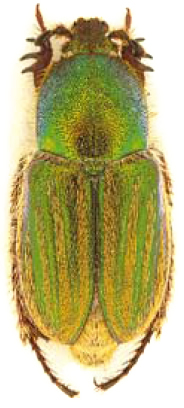 Glaphyrus orbachi PARATYP 