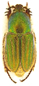 Glaphyrus orbachi PARATYP 