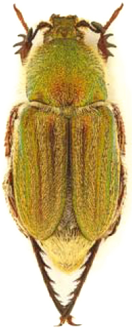 Glaphyrus orbachi PARATYP 