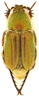 Glaphyrus orbachi PARATYP 