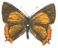 Heliophorus brahma 