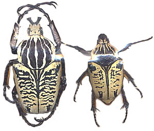 Goliathus albosignathus