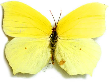 Gonepteryx farinosa