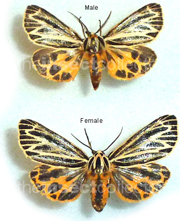 Grammia virgincula  