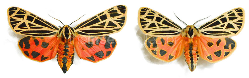 Grammia virgincula  