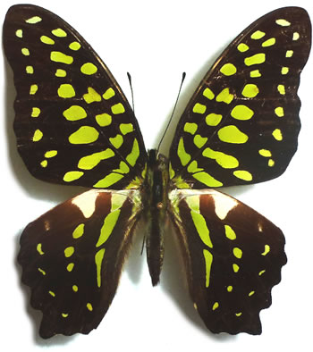 Graphium agamemnon 