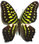 Graphium agamemnon Graphium agamemnon