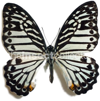 Graphium delessertii