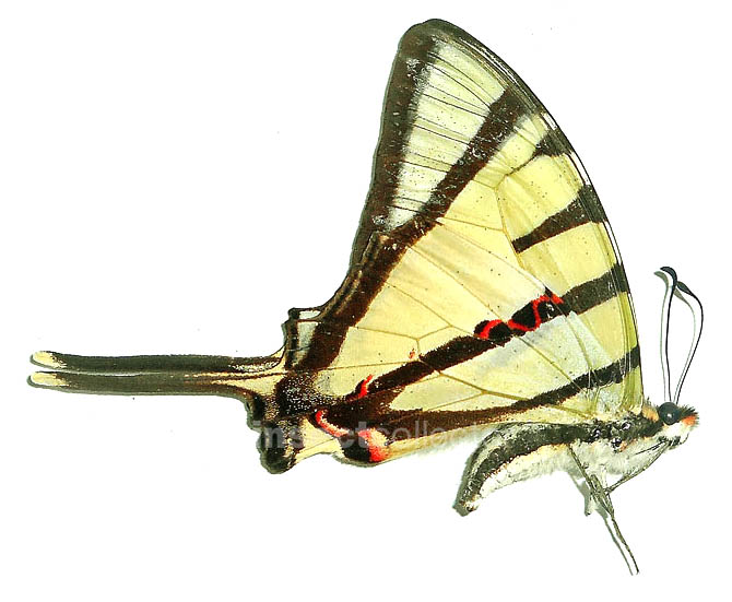 Graphium agetes