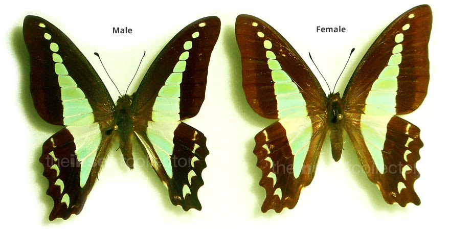 Graphium choredon