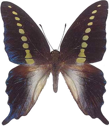 Graphium codrus 