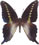 Graphium codrus Graphium codrus