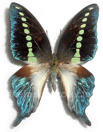 Graphium codrus 