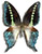 Graphium codrus Graphium codrus