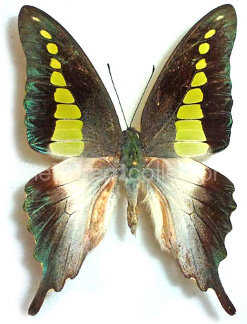 Graphium codrus 