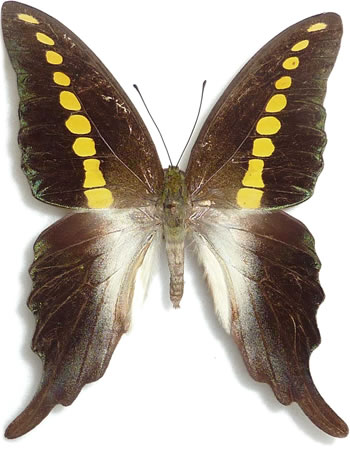 Graphium codrus 