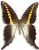 Graphium codrus Graphium codrus