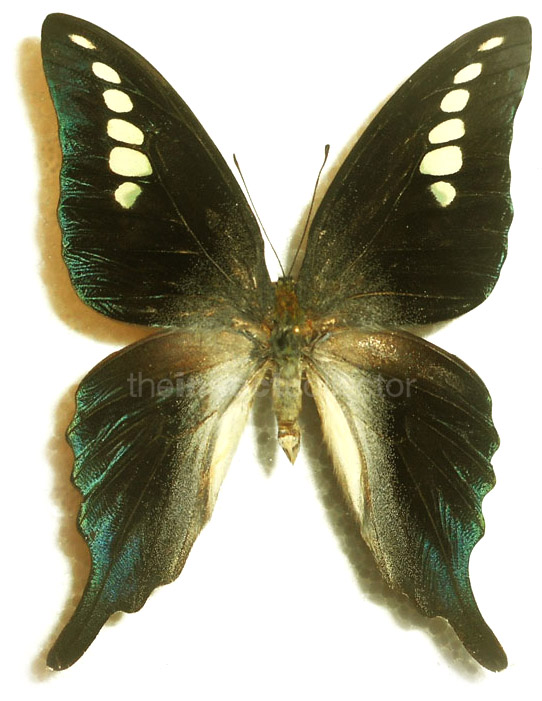 Graphium codrus 