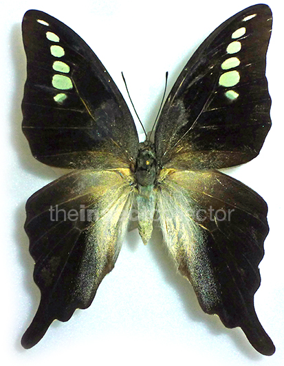 Graphium codrus 