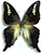 Graphium codrus Graphium codrus