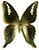 Graphium codrus Graphium codrus