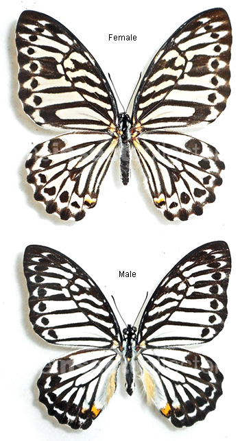 Graphium delassertii