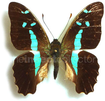 Graphium gelon