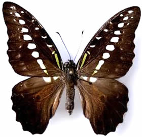 Graphium hecetaon