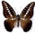 Graphium hecetaon Graphium hecetaon